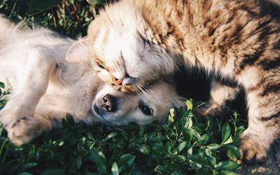image for 9 Ways to Extend Your Pet’s Life