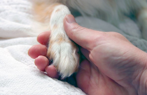 image for Caring for Your Dog’s Paws