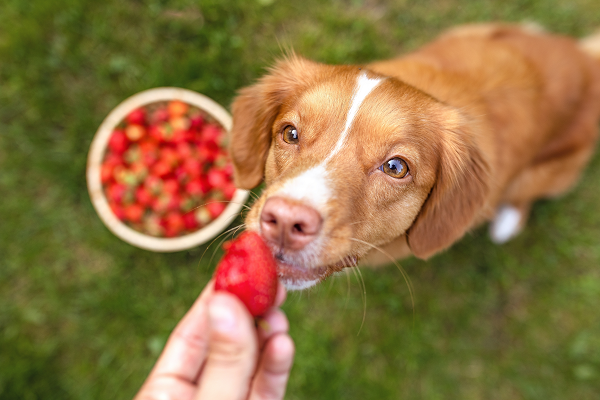 image for The top 10 fruit and veggie treats for dogs – and some to avoid